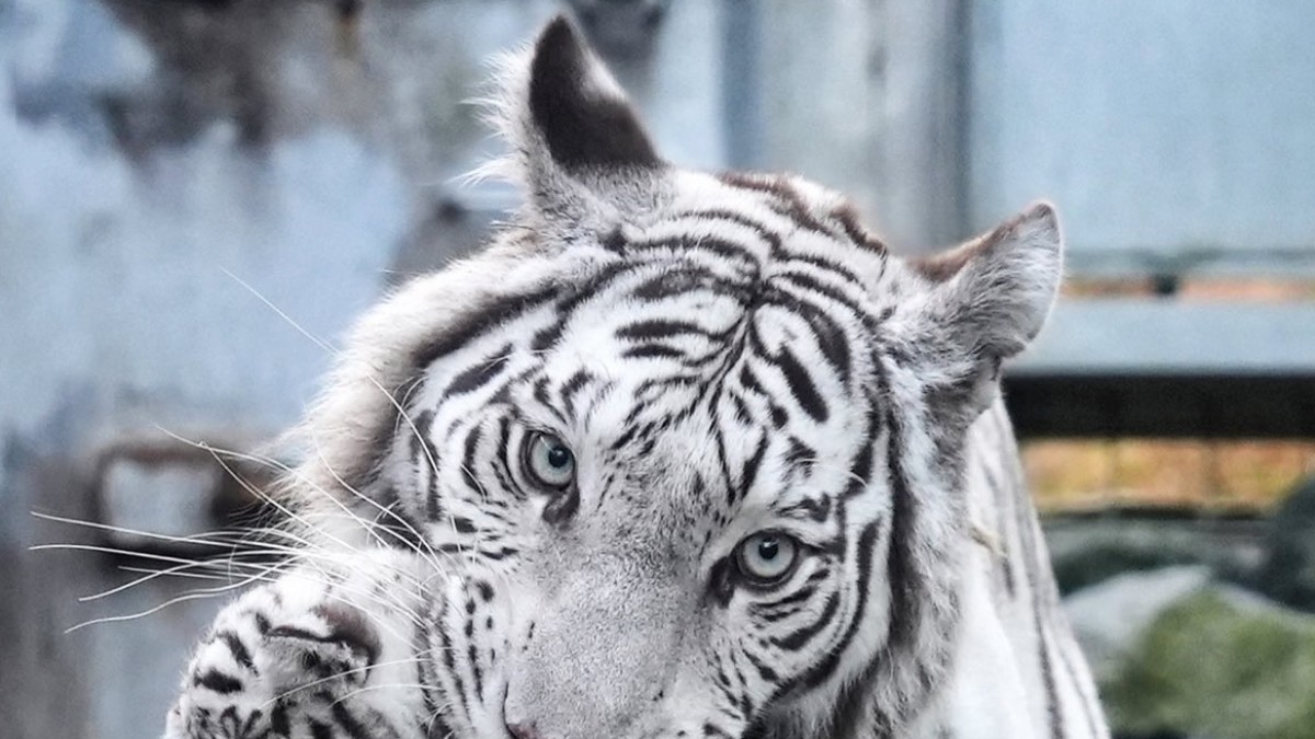 「解せぬ」　母に運ばれるホワイトタイガーの子ども→“まさかの表情”3連発が400万表示「アクキーにしたい」「3枚目の顔よw」（1/2） | 動物 ねとらぼ