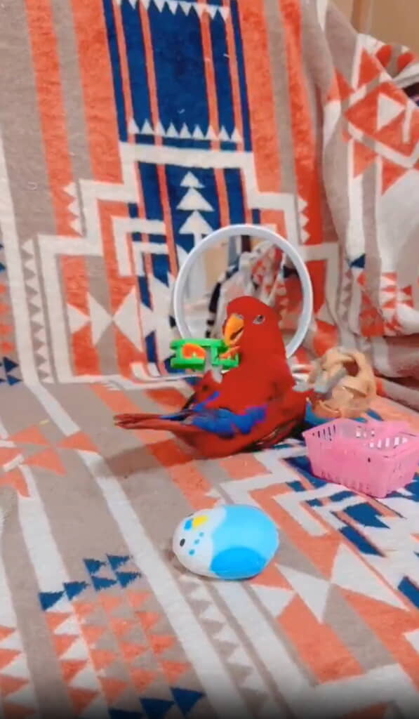 おもちゃ遊びを楽しみます