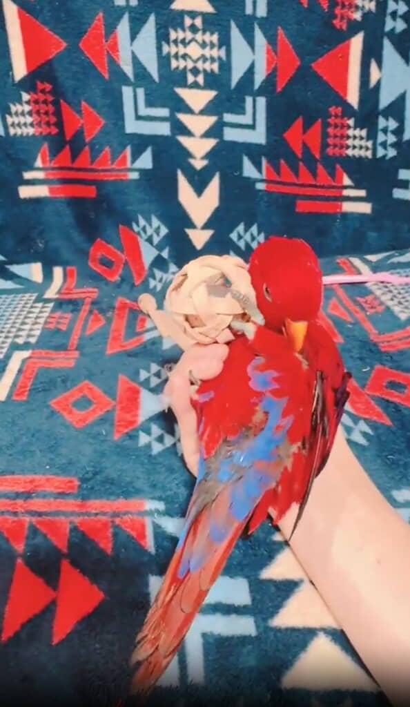 甘えんぼうさんです