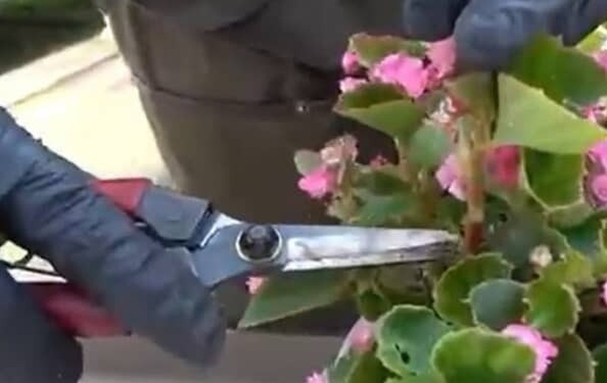 園芸のプロ「いま、この部分を切れ！」　花の寿命をのばす“神ワザ”が目からウロコ「悩んでたから助かる」「がっつり！」（1/3） | ライフハック ねとらぼ