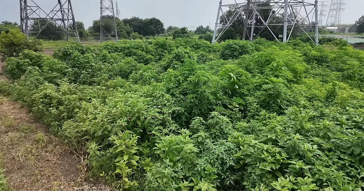 雑草ボーボーの300坪の畑→プロが手入れしたら……　厄介な“発掘品”と驚きの仕上がりに「すごい」「感心しました」（1/3） | その他生き物 ねとらぼ