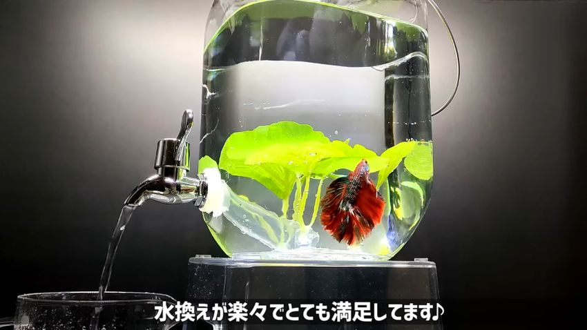 ディスペンサー水槽の中を泳ぐベタ