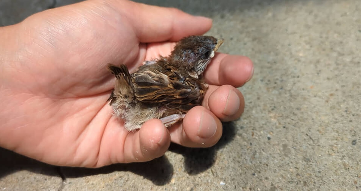嵐前日にケガしたスズメのヒナを保護→自然に返して1年後、ふと外を見ると……　まさかの光景が100万再生「スゲー」「忘れてないと思います」（1/3） | その他生き物 ねとらぼ