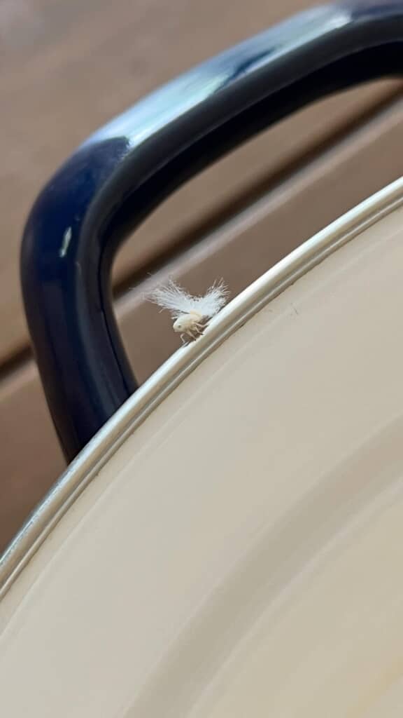 フワフワしている綿毛のような物体を背負っているハゴロモらしき生き物