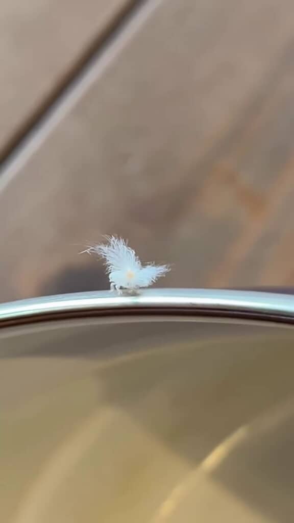 綿毛が歩いているかのようなビジュアル