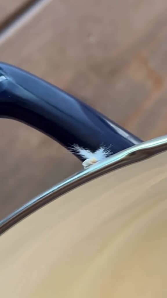 鍋の縁を歩くハゴロモらしき生き物