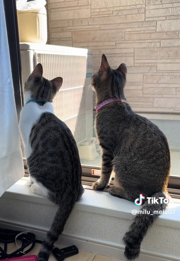 「外の世界に憧れてます。最近」