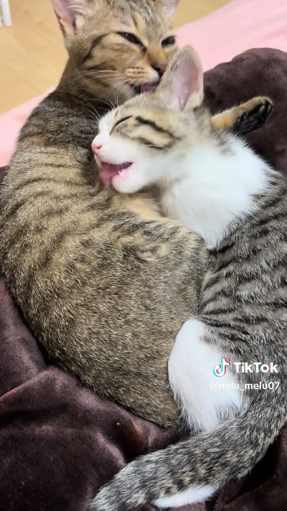 「生後5ヶ月と生後2ヶ月のかわいすぎる絡みを見てください」