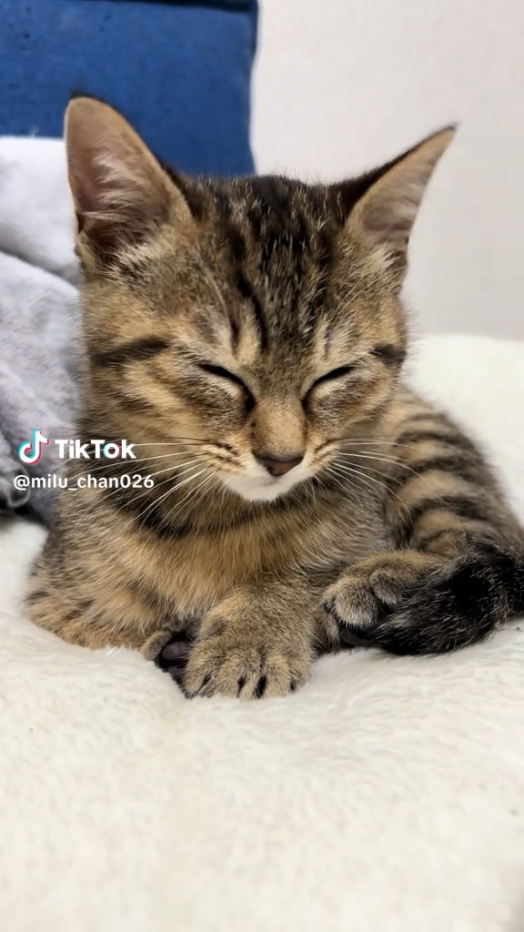 「ねむねむミルちゃん」