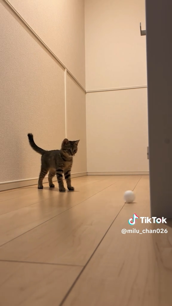 「主と沢山遊んでくれます」