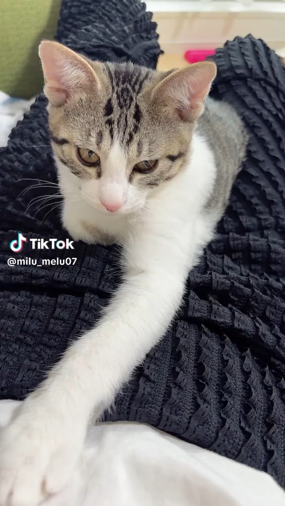 「ツムツム外のメルはいつもこんな感じで、すっごく甘えん坊です」