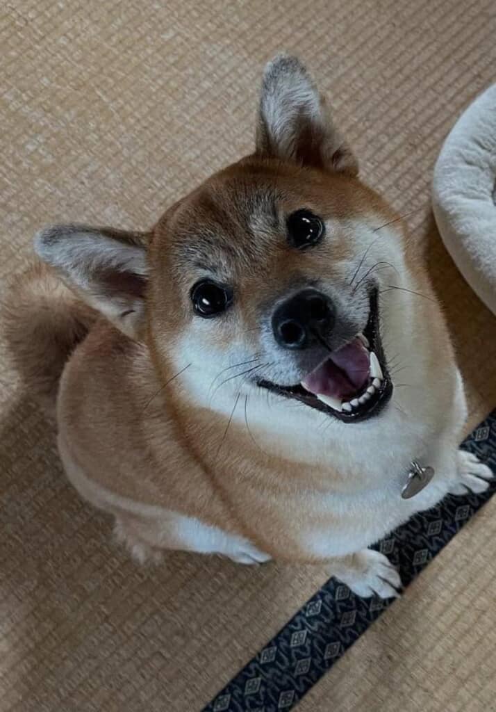 満面の笑顔で「みてみて！」