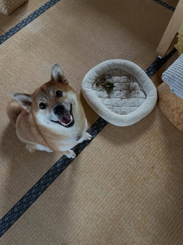 横には抜かれた植物が置かれてました