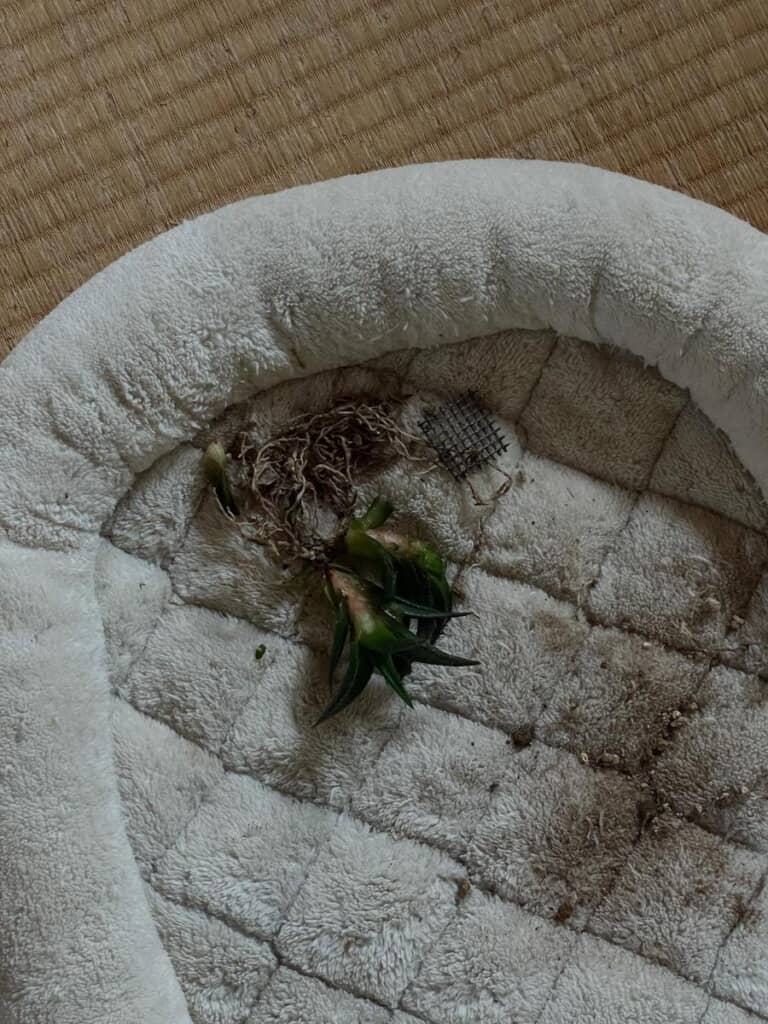 飼い主さんへのプレゼントかな……？