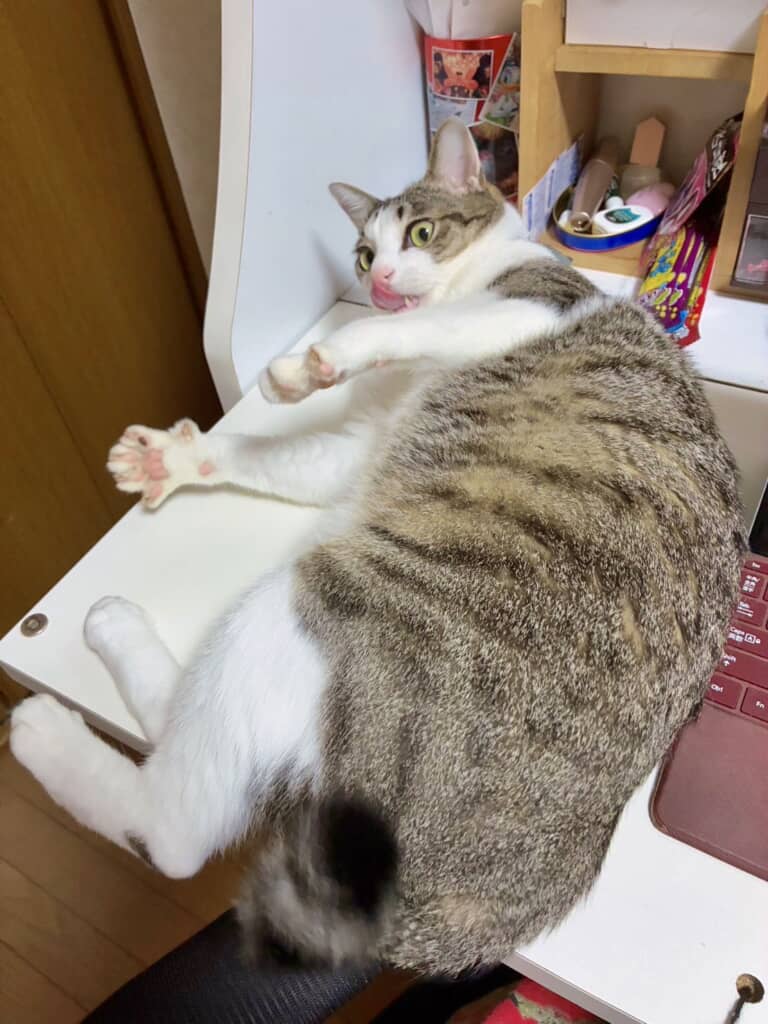 子猫気分でゴロンゴロン