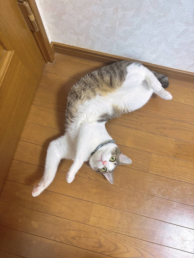 のびのびゴローン
