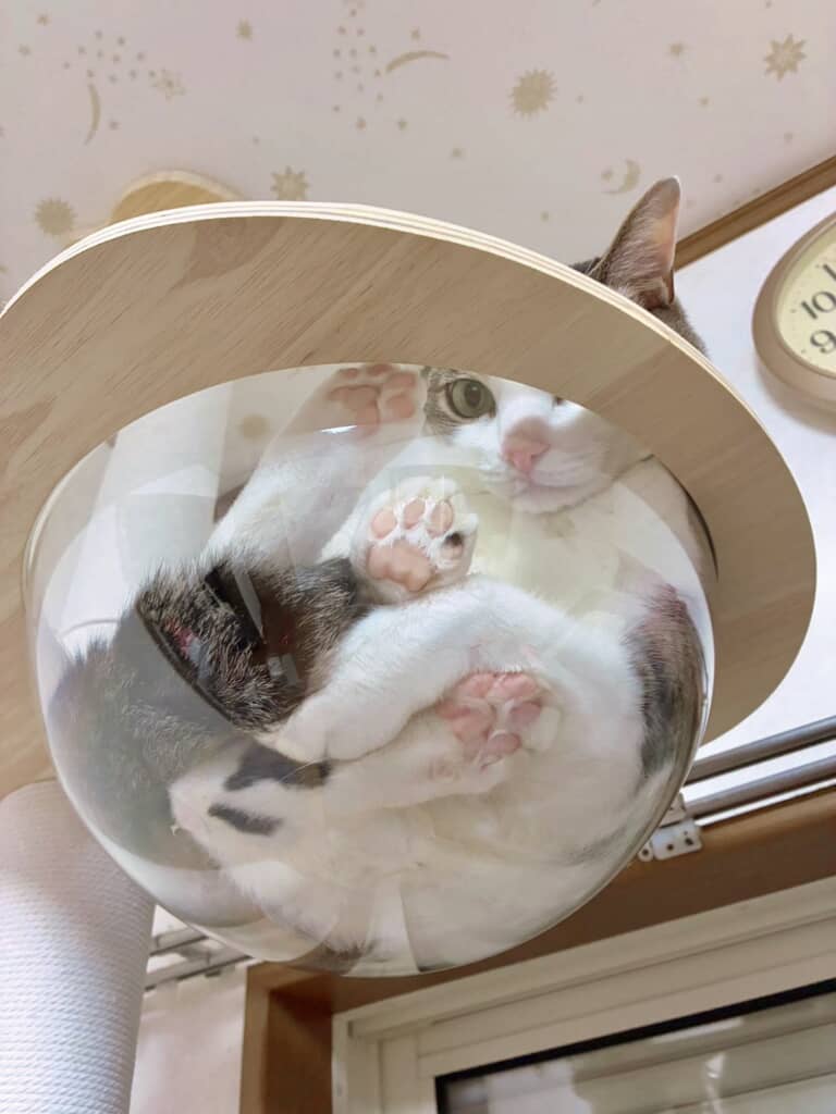 肉球もたまらない
