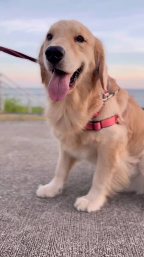 ニコニコワンコ