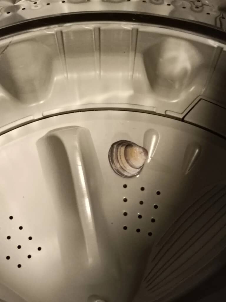 アサリかな？　洗濯機ではなかなか見ない光景