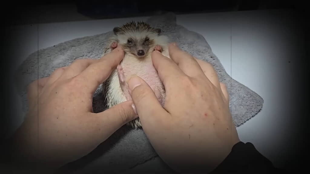 ハリネズミの「めかぶ」ちゃん
