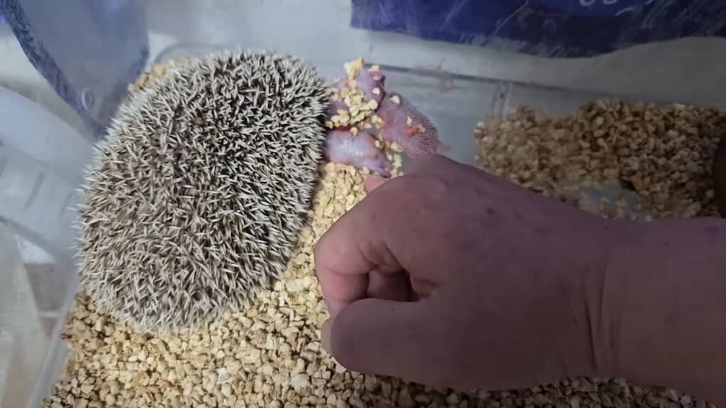 動揺して手をさまよわせた後、死骸にそっと触れる
