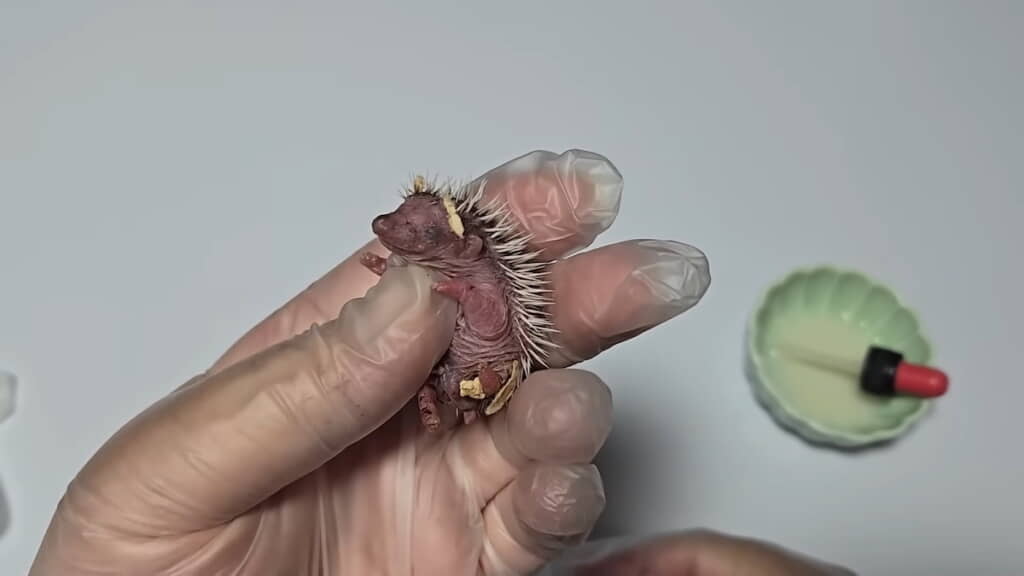 背中はトゲトゲでもまだまだ赤ちゃん
