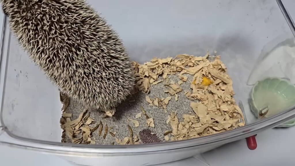 赤ちゃんに無関心なめかぶちゃん
