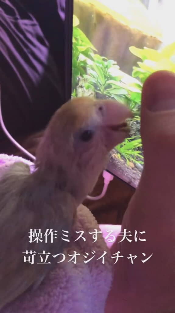 操作ミスにいら立っちゃうこめさん