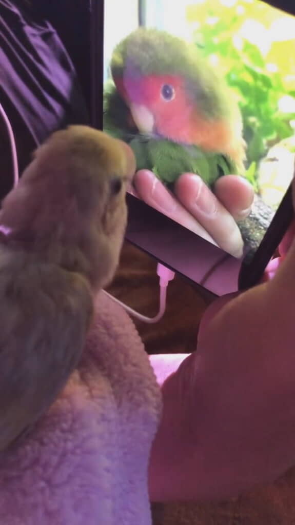 最高にかわいい「推し」うめちゃん