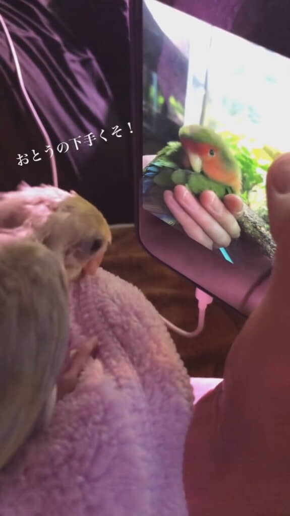 パパに抗議するこめさん