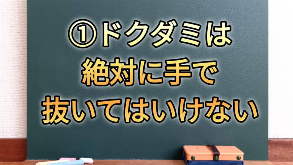 ドクダミは絶対に手で抜いてはいけない……!?