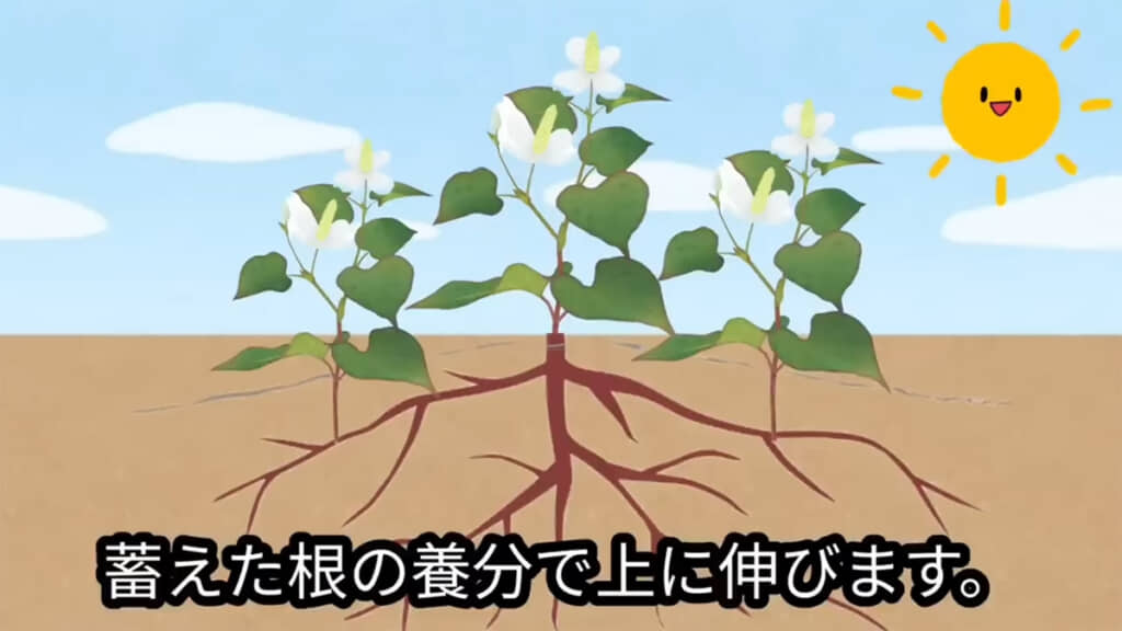 ドクダミは根を伸ばして増えるそうです