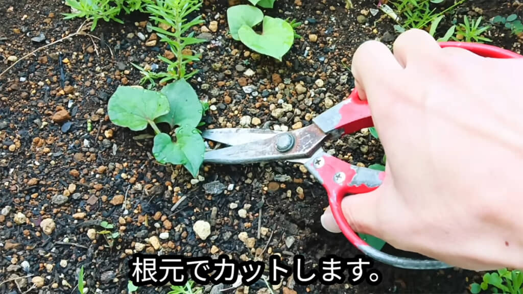 1カ所目は根本で葉をカット