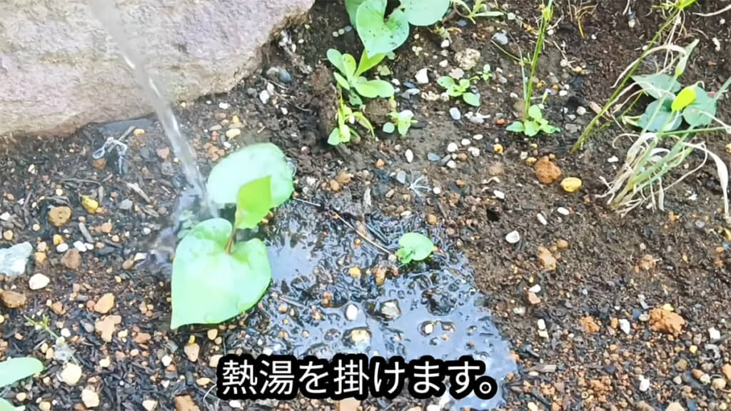 3カ所目には熱湯をかけます
