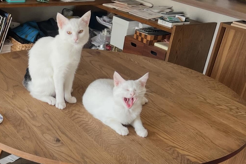 なんだかスッキリしてくつろぐ姉妹猫ちゃん