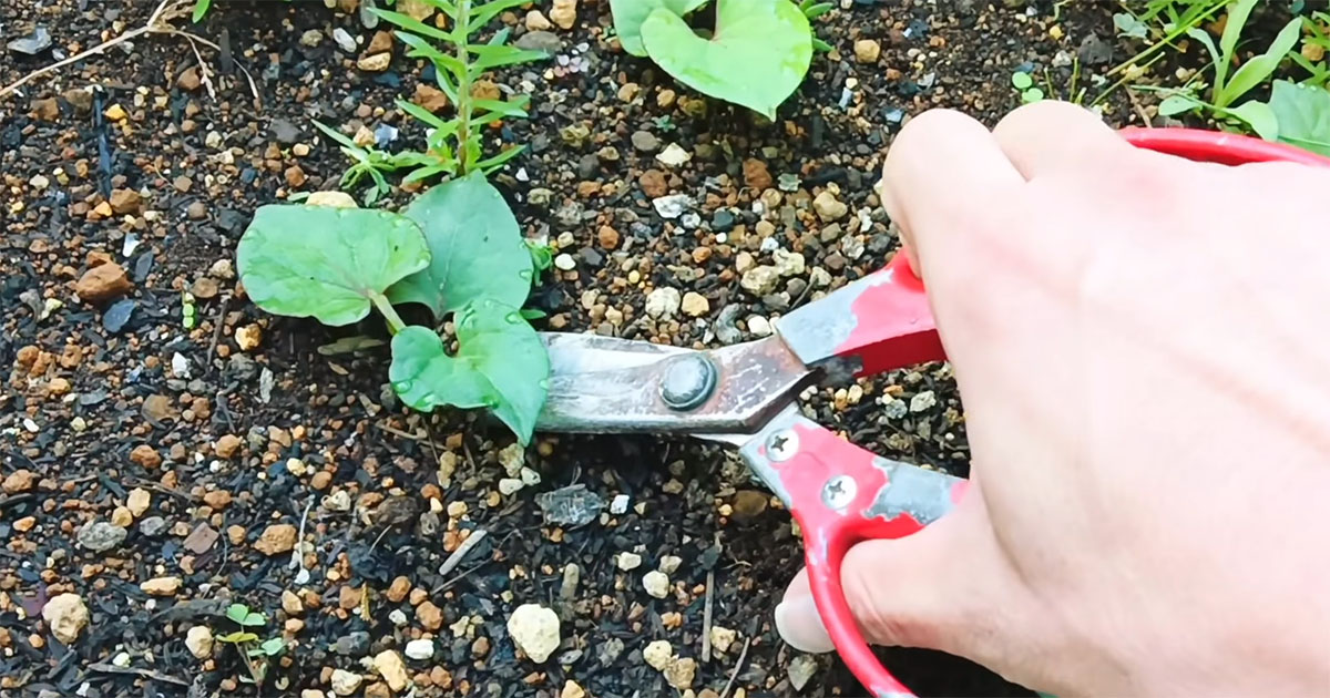 ドクダミを手で抜かず、ハサミで切ると……　目からウロコの検証結果に「知らなかった！」「逆効果だったとは」　あれから1年、投稿者に話を聞いた（1/3） | その他生き物 ねとらぼ