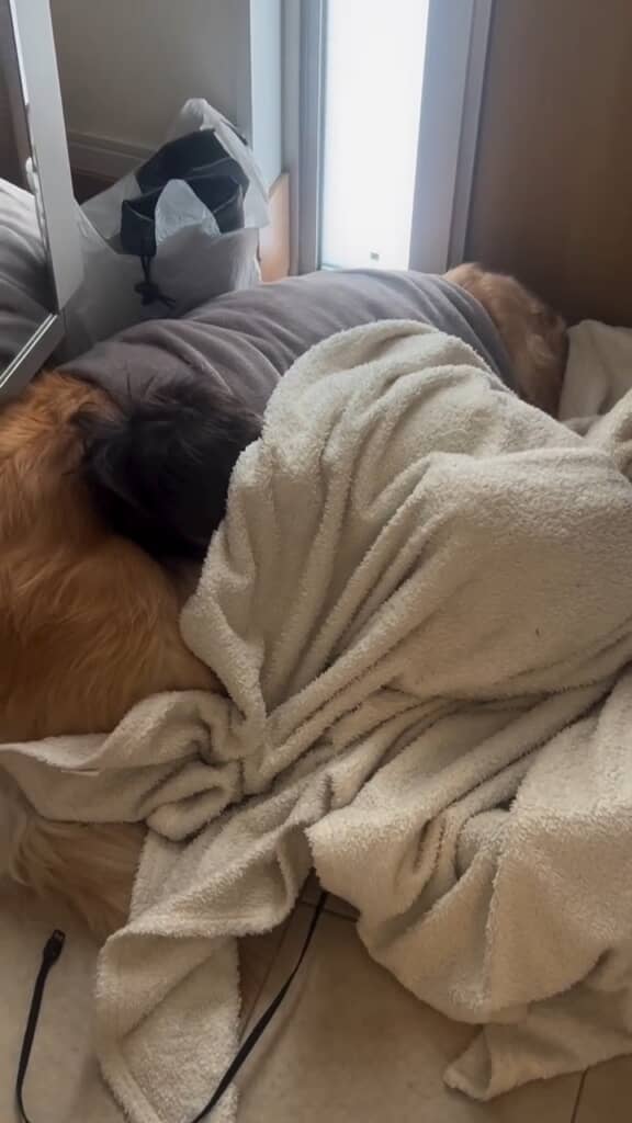 かわいらしいだけに悩ましい