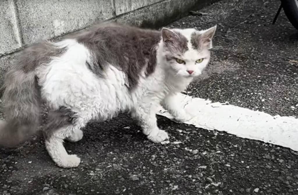 足を引きずり、ボロボロの子猫と出会います