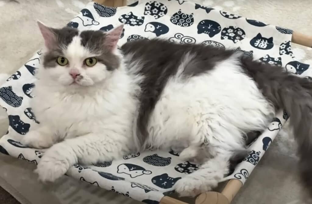 ど真ん中にあるハンモックでくつろぎタイム