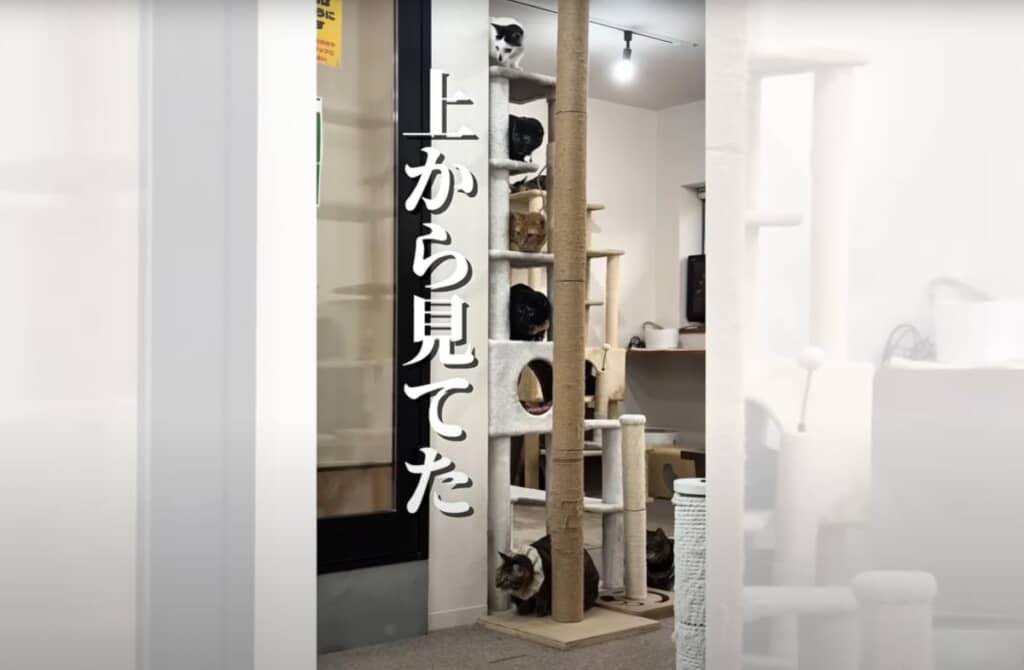 大型新人にビビる先輩猫ちゃんたち