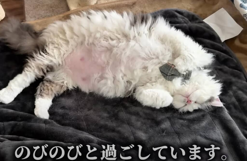 現在は体もだいぶ大きくなり、毎日のびのびと過ごしています