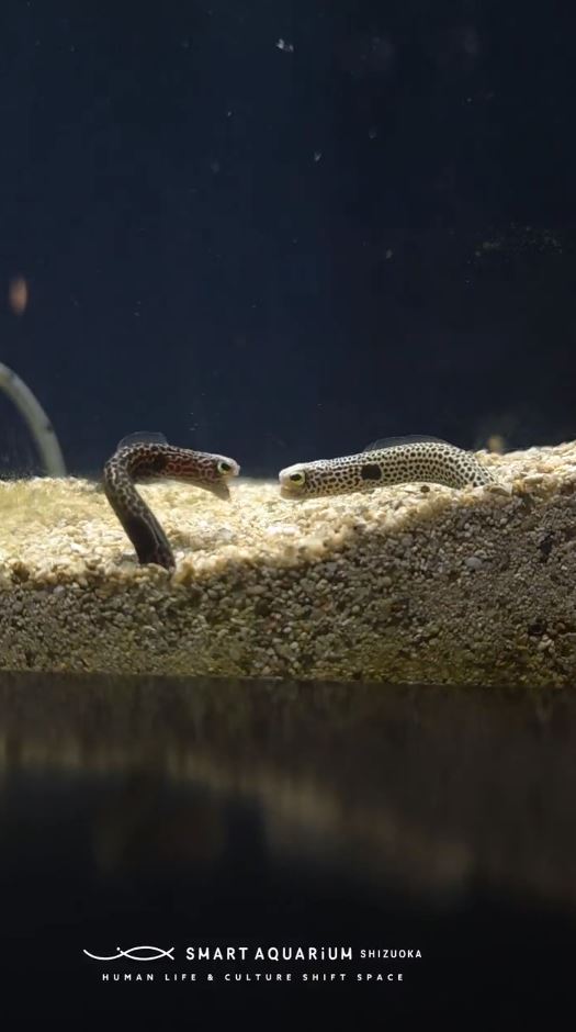 にらみ合うチンアナゴたち