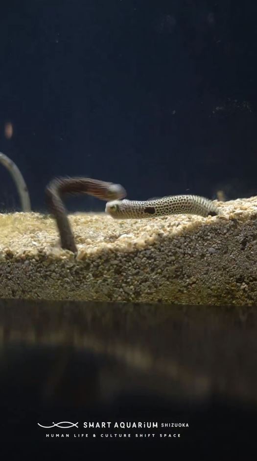 ケンカ勃発！　と思いきや……