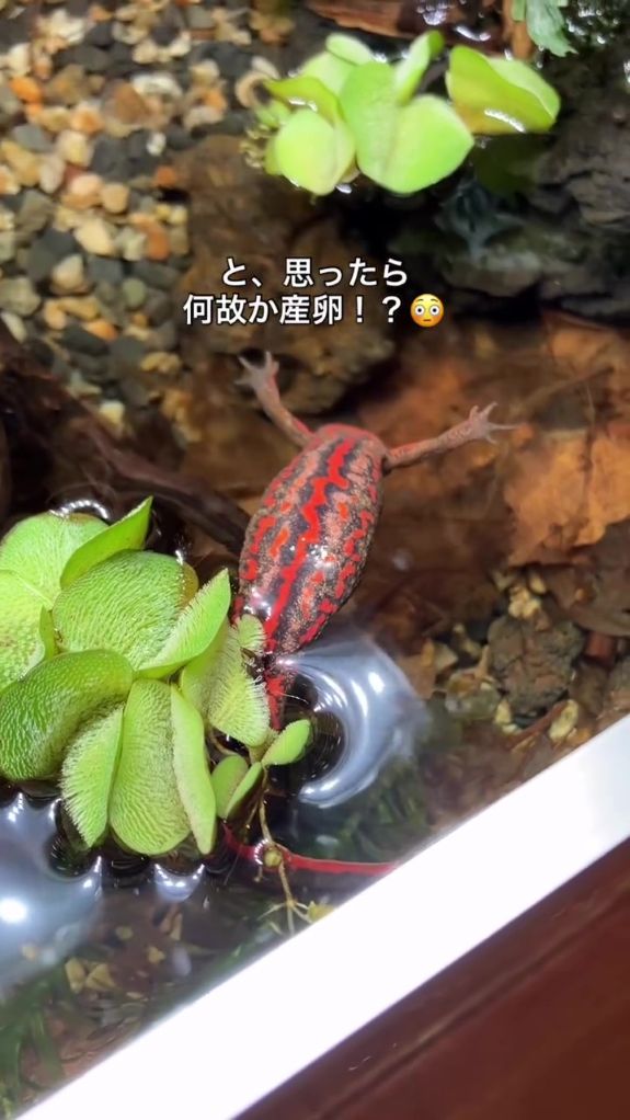 コ、コエダちゃん……!?