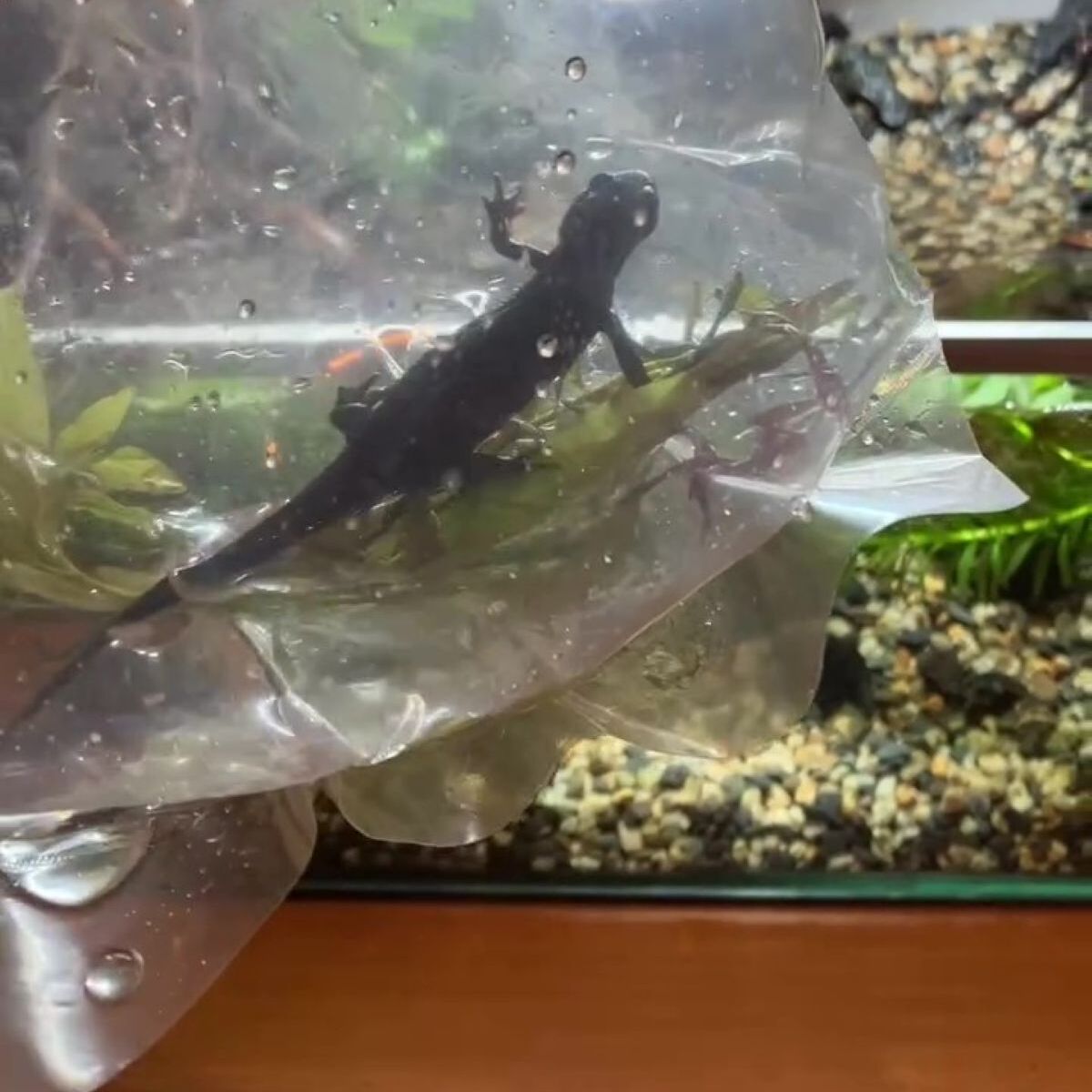 イモリをお迎えするも、たった1週間で……　まさかの姿に飼い主仰天「これは焦る」「初めて見ました」 | その他生き物 ねとらぼ