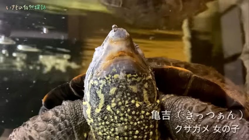 無精卵を産んだクサガメ