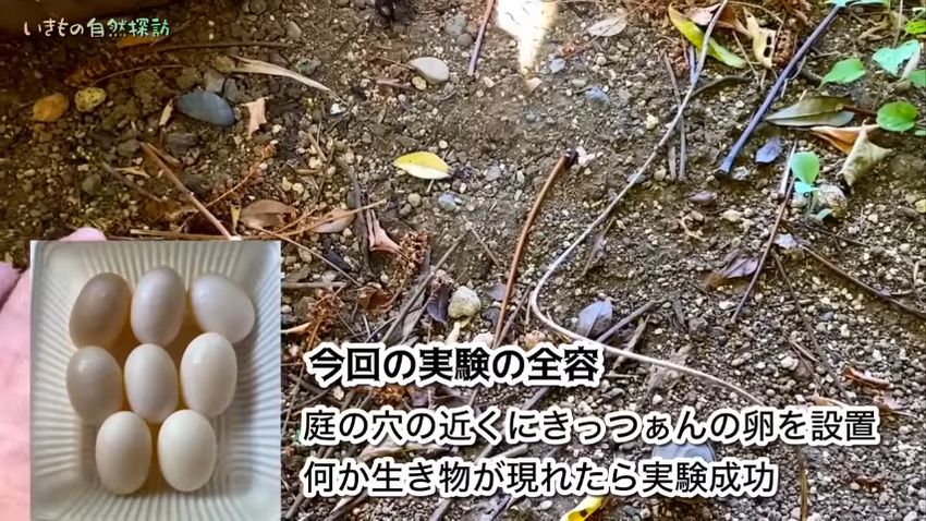 謎の穴を調べるためクサガメの卵を使って実験