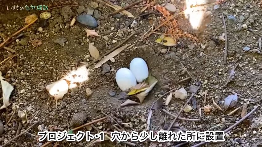 穴から少し離れた場所に配置したクサガメの卵