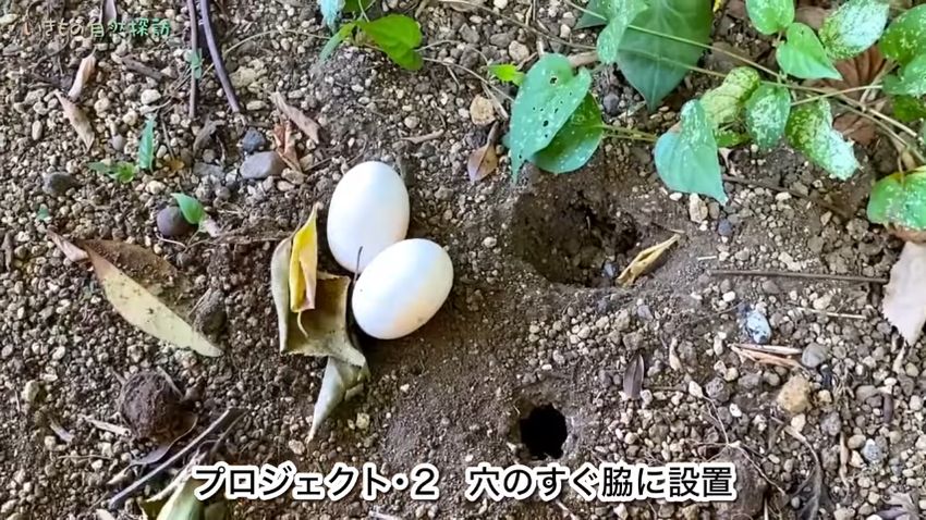 穴のすぐ近くに配置したクサガメの卵とセミが出てきた跡