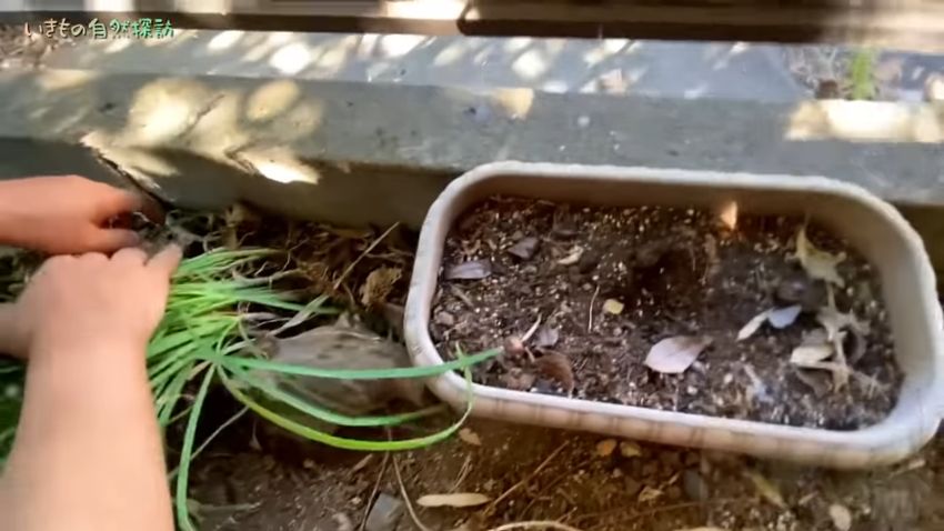 卵がなくなったプランターの近くを調べる